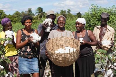 Smallholder farmer Nerlande Dautarn (holding basket) and others harvest cotton from a field trial site as part of the Smallholder Farmers Alliance (SFA) partnership with Timberland and other companies to reintroduce cotton to Haiti after a 30-year absence. Photo credit: Thomas Noreille / SFA.