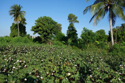 The site of the Smallholder Farmers Alliance cotton field trials four months after planting is filled with thriving plants that are currently in various stages of maturing.