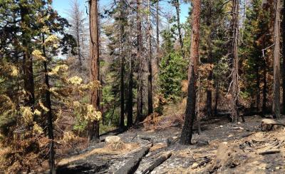 Some trees were singed during a prescribed burn near Shaver Lake, but will regenerate while other overgrown vegetation was eliminated. Credit: Mary Ann Milbourn