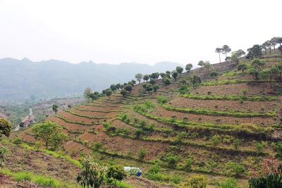 Terraced hills of trees intercropped with fodder grass and annual crops in the Son La Agroforestry Landscape in the Northwest region of Vietnam. Photo: Chuki Wangmo