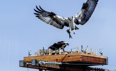 An osprey brings a fish to its new nest atop a platform SCE built on a power pole in Huntington Beach. Credit: Courtesy of Mark Rightmire, Orange County Register.