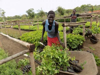 A young woman loads seedlings for distribution to refugees and local communities West Nile. Photo: Tree Talk/ Jonathan Mayanja