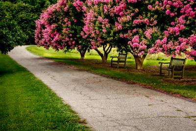 Fast-Growing Small Shade Trees