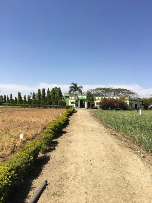 Center for Rural Development and Environment’s Research Ag Facility, Krishi Vigyan Kendra, Sewania. There are chickpeas on the left and onions on the right)