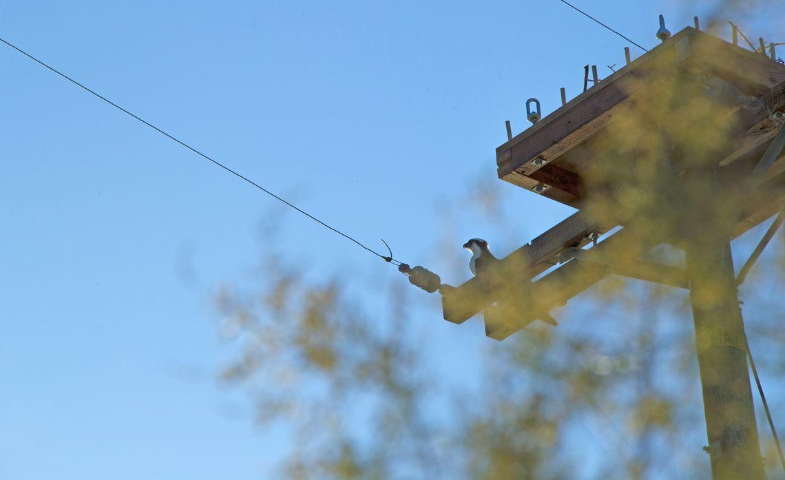 An osprey perches next to the new avian platform SCE built for its nest on a power pole in Huntington Beach. Credit: Joseph Foulk