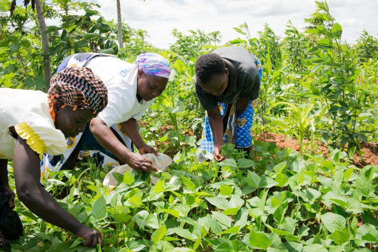 Three women from the Mattu Communities of Practice harvesting cow pea leaves. Photo: World Agroforestry Centre/ Ake Mamo