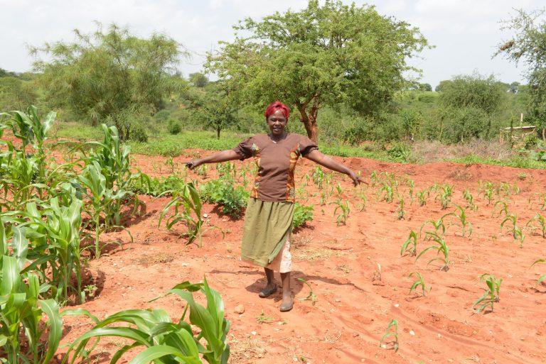 Veronicah shows the state of her young 6-week old maize crops inside (left of picture) and outside (right of picture) of planting basins. Photo: World Agroforestry Centre/Ake Mamo