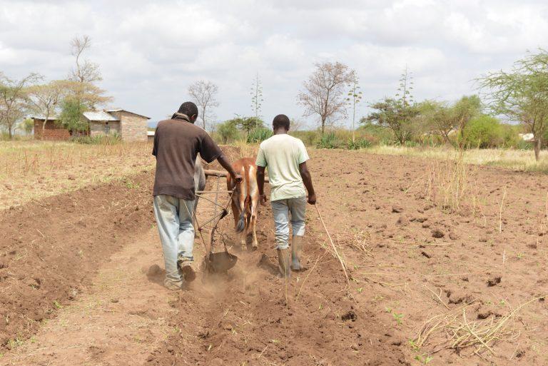 Young farmers tilling land in readiness for maize planting season. Photo: World Agroforestry Centre/Ake Mamo